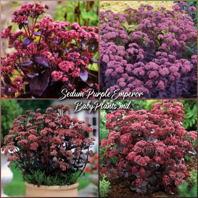 Sedum Purple Emperor