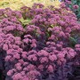 Sedum Purple Emperor