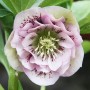 Helleborus Double Ellen "Pink Spotted"