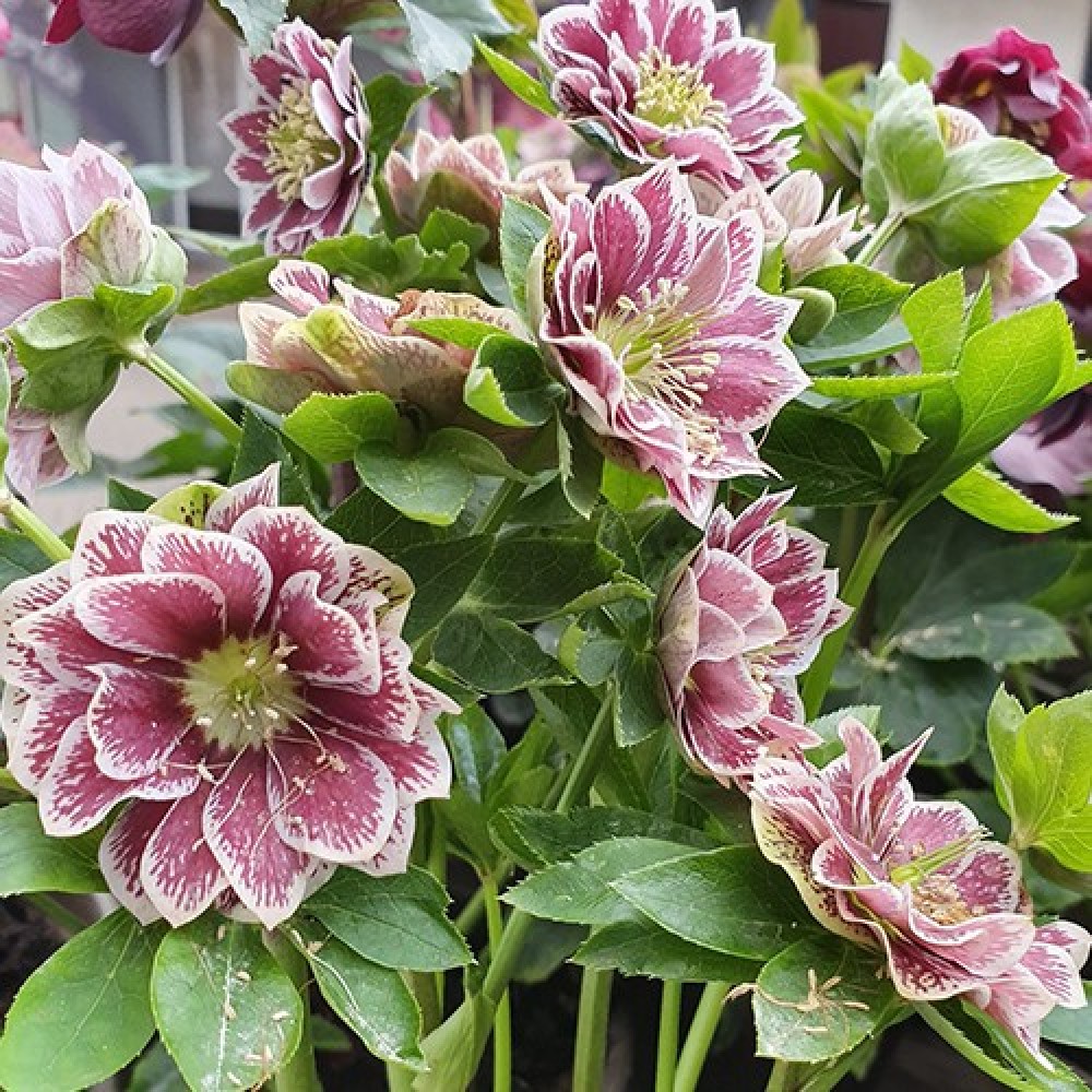 Heleborus Doube Ellen "Spotted White"