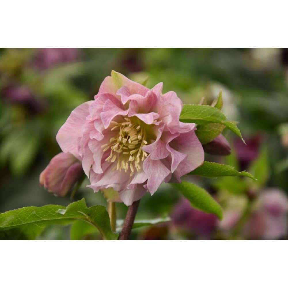Helleborus Double Ellen "Pink"