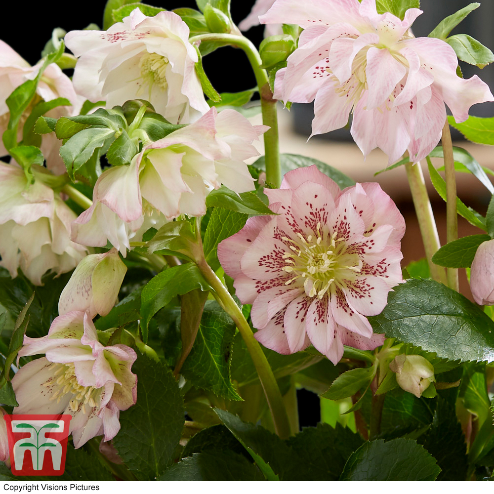 Helleborus Double Ellen "Pink"