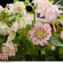 Helleborus Double Ellen "Pink"