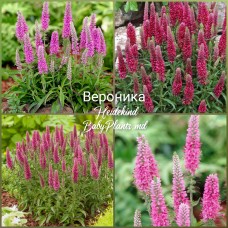 Veronica Spicata Heidekind