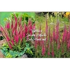 Veronica Spicata Rotfuchs