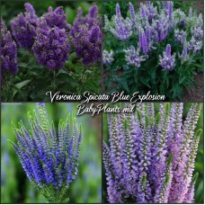 Veronica Spicata Blue Explosion