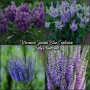 Veronica Spicata Blue Explosion