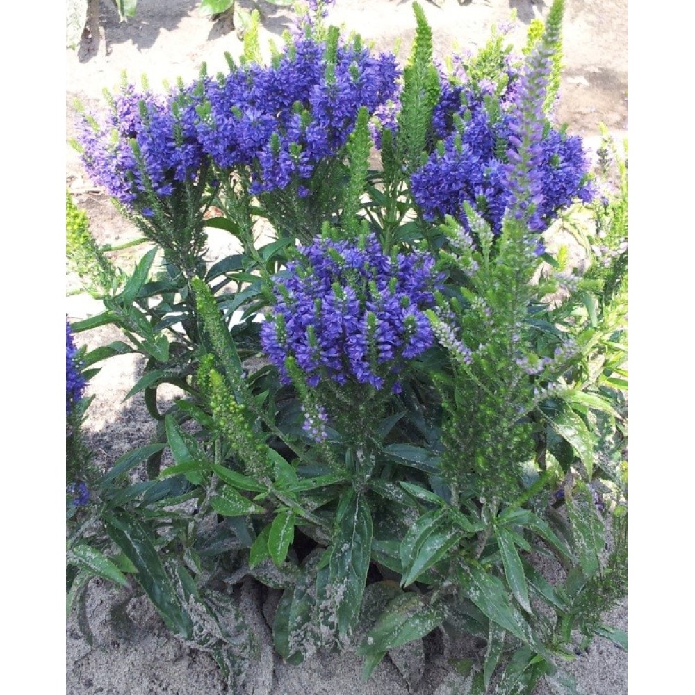 Veronica Spicata Blue Explosion