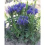 Veronica Spicata Blue Explosion