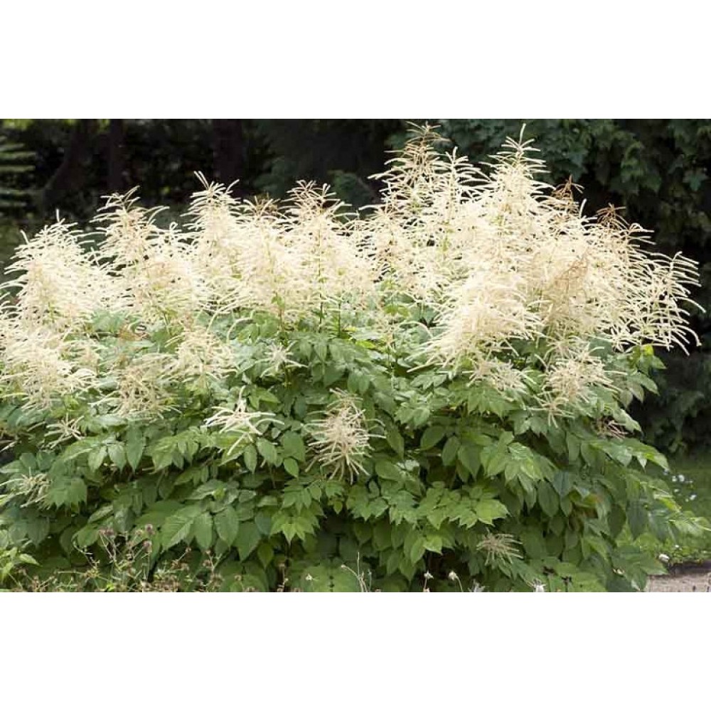 Aruncus Dioicus