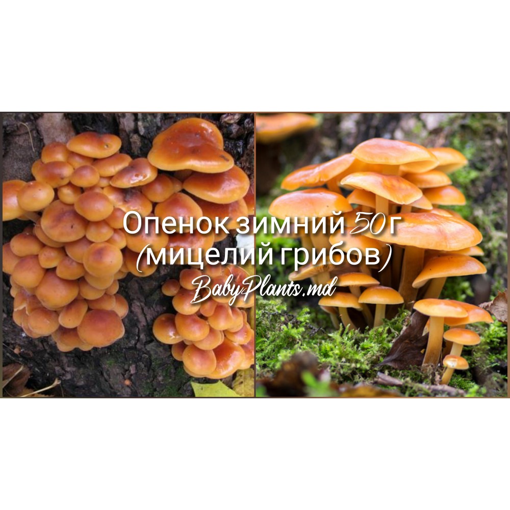 Опенок зимний 50 г (мицелий грибов)