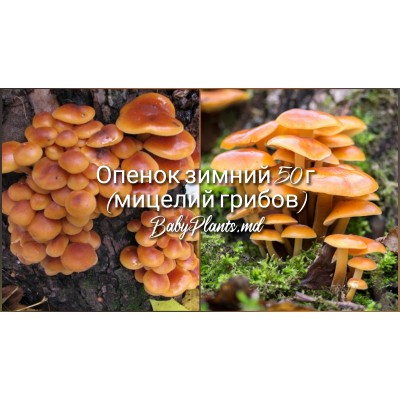 Опенок зимний 50 г (мицелий грибов)