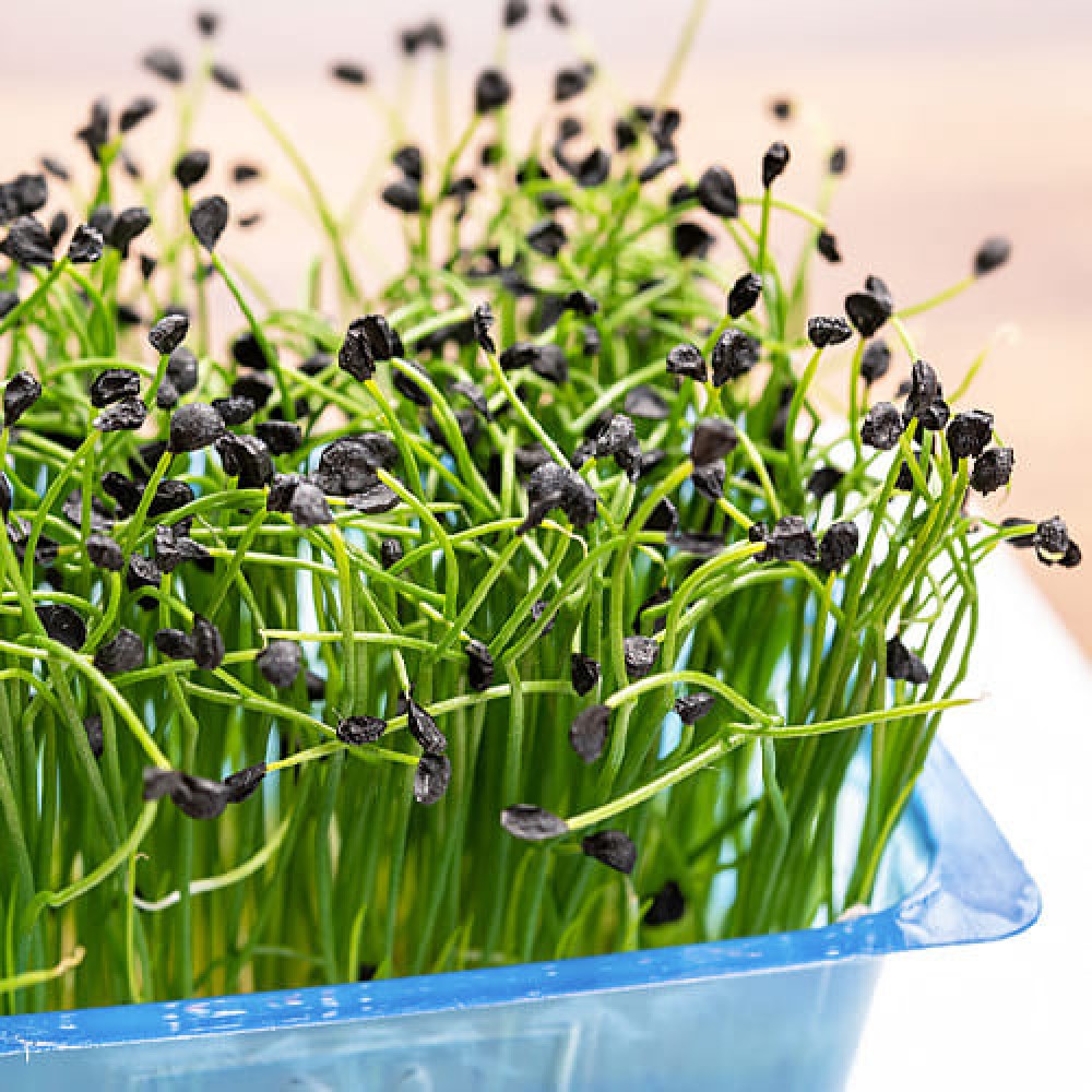 Семена микрозелени лука Шнитт 8 г