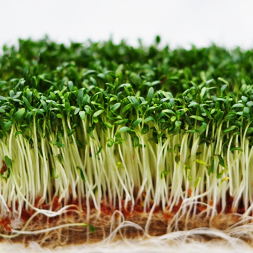 Семена микрозелени салатов 10 г