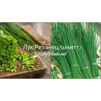 Лук Резанец (шнитт) 1 г