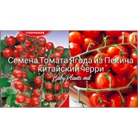 Томат Ягода из Пекина китайский черри (0.1г)