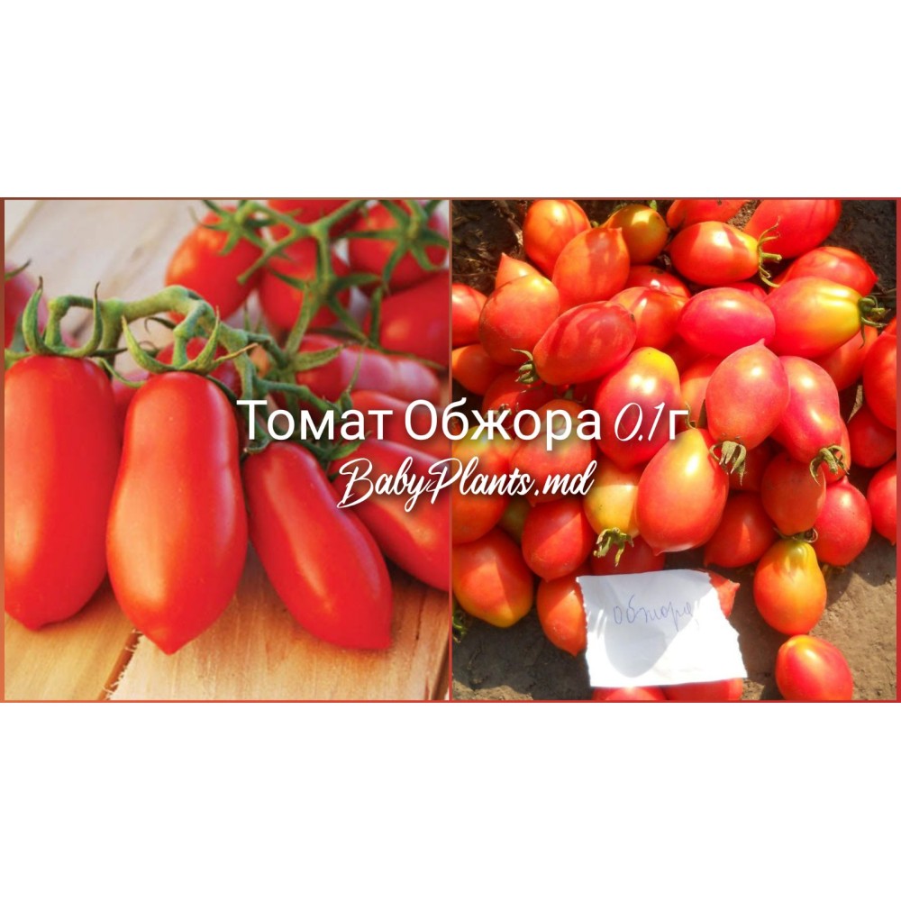Томат Обжора 0.1 г