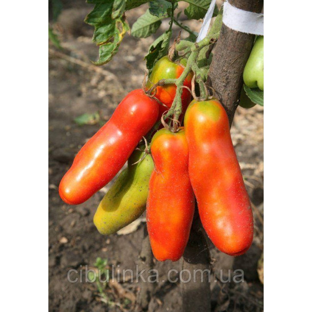 Томат Забава (0.1г)