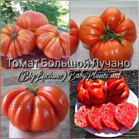 Томат Большой Лучано (Big luciano) - 10 семян