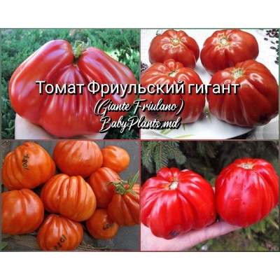 Томат Фриульский гигант (Giante Friulano) - 10 семян