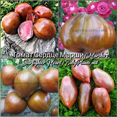Томат Сердце звездного истребителя Марши (Marsha's Starfighter Heart) - 10 семян
