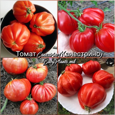 Томат Canestrino (Канестрино) - 10 семян