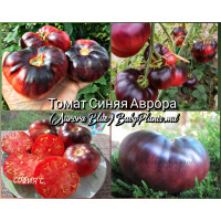 Томат Синяя Аврора (Aurora Blue) - 10 семян