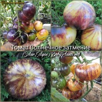 Томат Солнечное затмение (Solar Eclipse) - 10 семян
