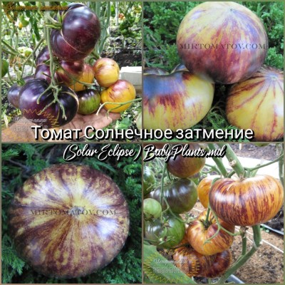 Томат Солнечное затмение (Solar Eclipse) - 10 семян