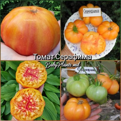 Томат Серафима - 10 семян