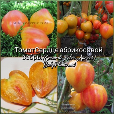 Томат Сердце абрикосовой зебры (Coeur de Zebre Apricot) - 10 семян