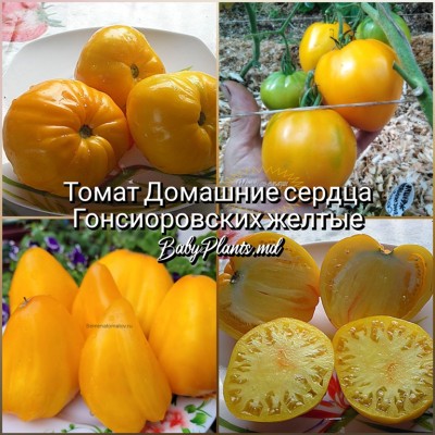 Томат Домашние сердца Гонсиоровских желтые - 10 семян