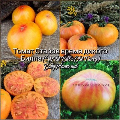 Томат Старое время дикого Билла (Wild Bill's Old Timey) - 10 семян