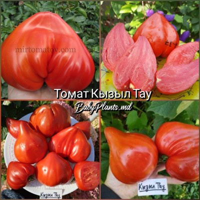 Томат Кызыл Тау - 10 семян