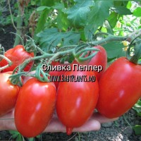 Para Pepper - 10 seminte / Сливка Пеппер