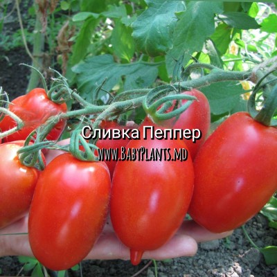 Para Pepper - 10 seminte / Сливка Пеппер