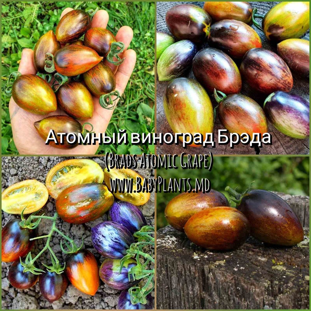 Rosii Brads Atomic Grape - 10 seminte