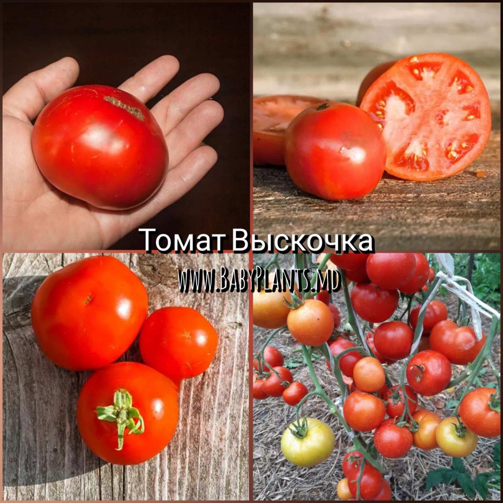 Rosii Vyskochka - 10 seminte