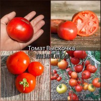 Rosii Vyskochka - 10 seminte