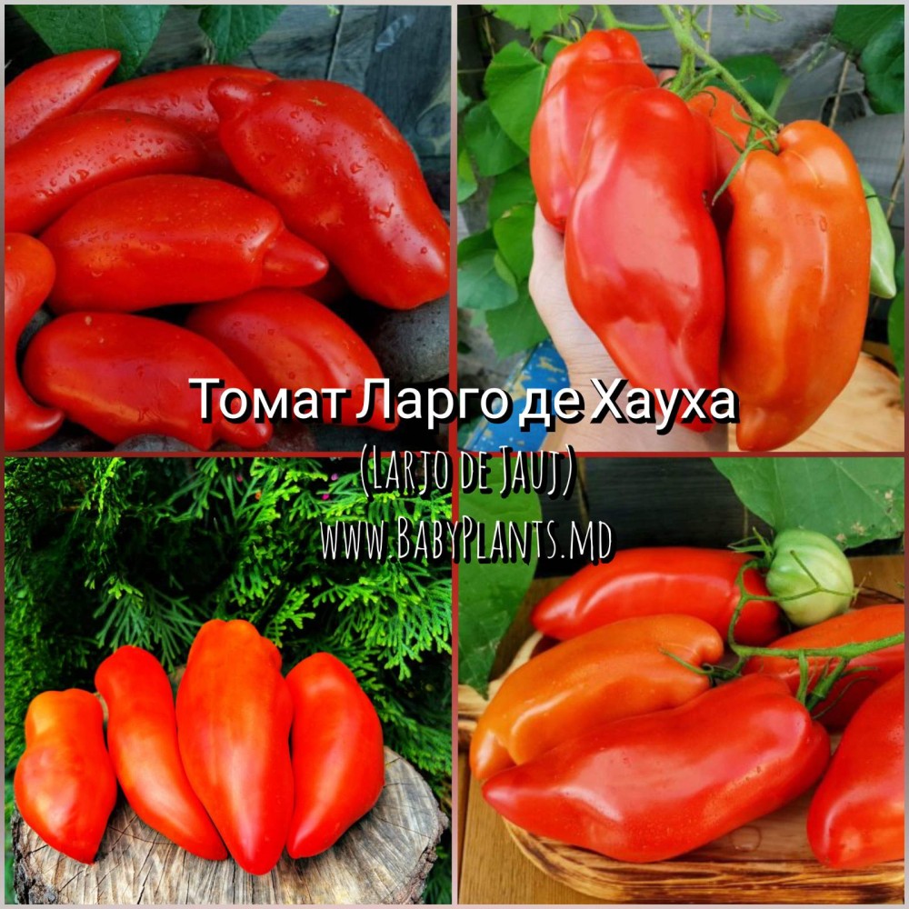 Larjo de Jauj - 10 seminte / Ларго де Хауха 