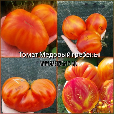 Cheptene de miere - 10 seminte / Медовый гребень