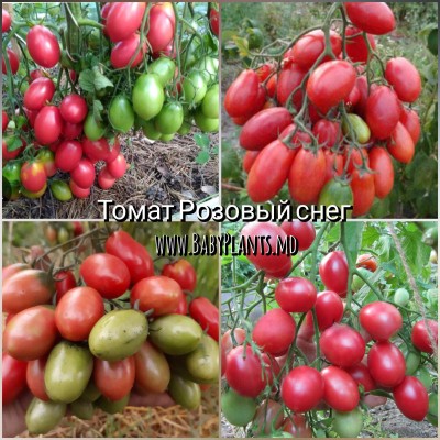 Zapada roz - 10 seminte / Розовый снег