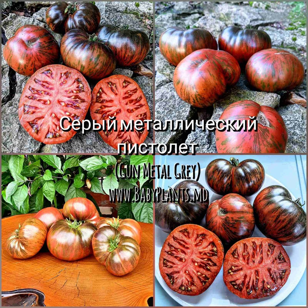 Pistolul sur metalic (Gun Metal Grey)  - 10 seminte / Серый металлический пистолет