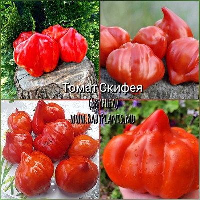 Skyphea - 10 seminte / Скифея 