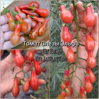 Lacrimi de Elf  - 10 seminte / Слезы Эльфа