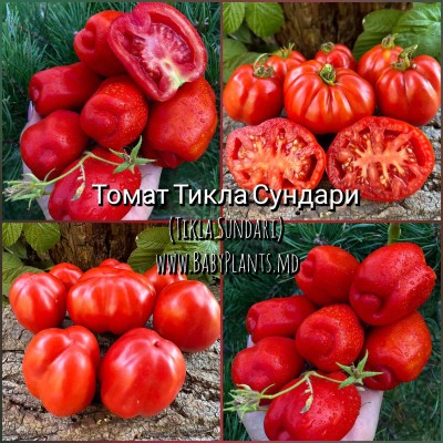 Tikla Sundari - 10 seminte / Тикла Сундари 