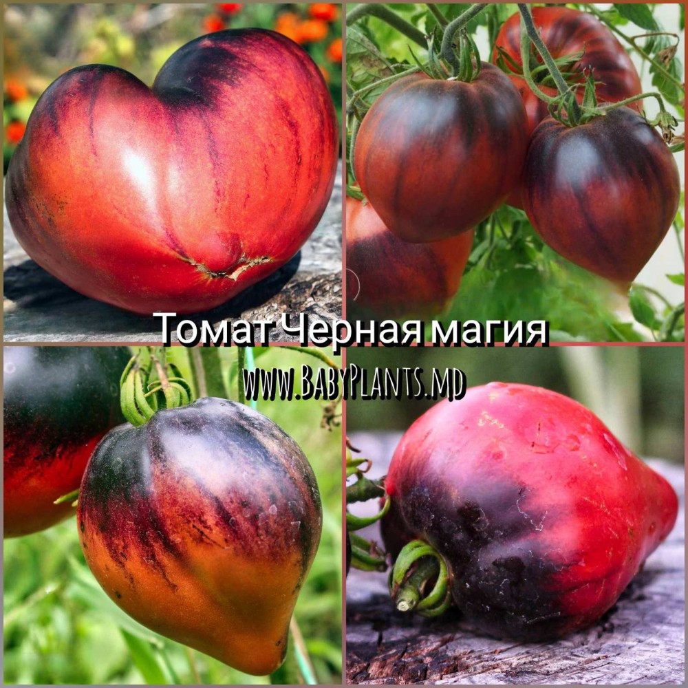 Magia Neagra - 10 seminte / Черная магия