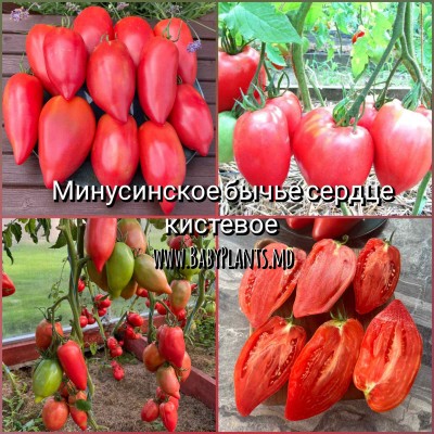 Inima de Bivol Ciorchine de Minusinsk - 10 seminte / Минусинское бычье сердце кистевое