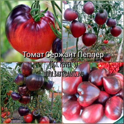 Sgt. Pepper's - 10 seminte / Сержант Пеппер