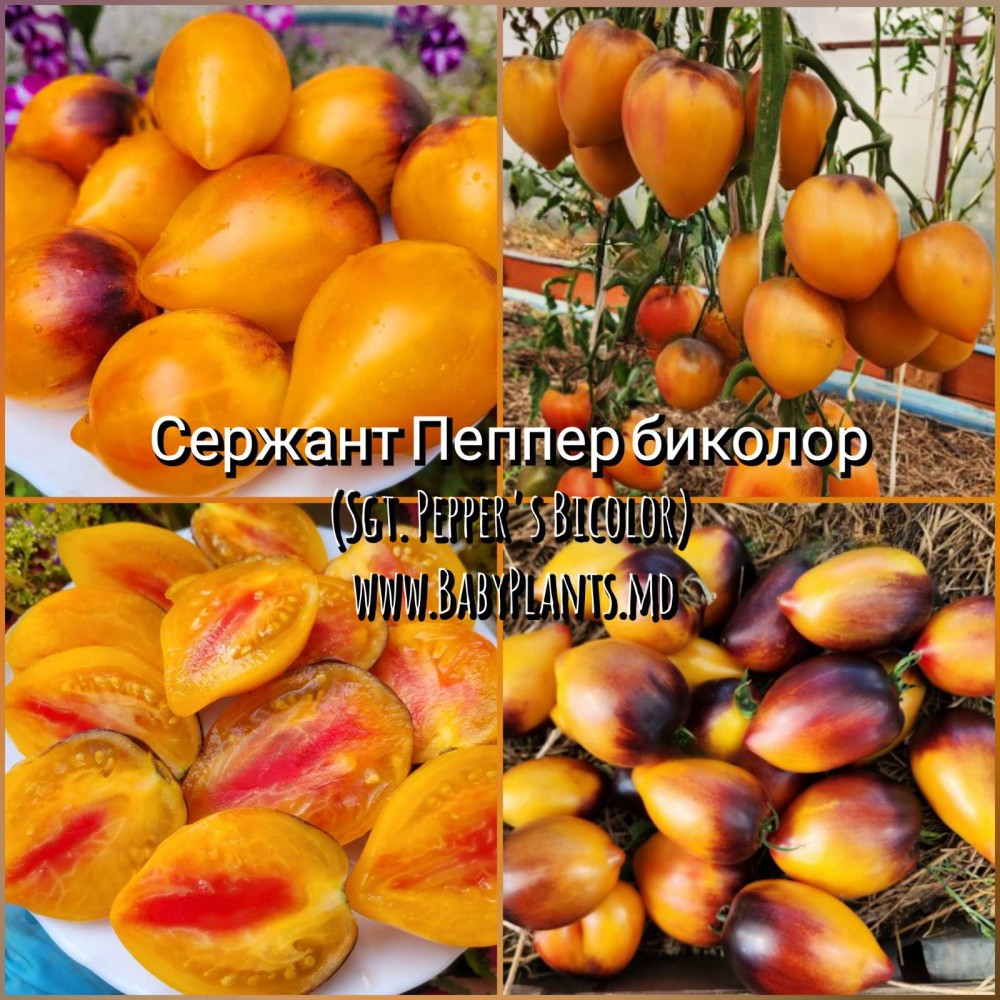 Sgt. Pepper's Bicolor - 10 seminte / Сержант Пеппер биколор 